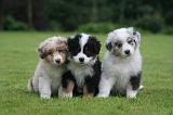 BERGER AUSTRALIEN PUPPIES 828